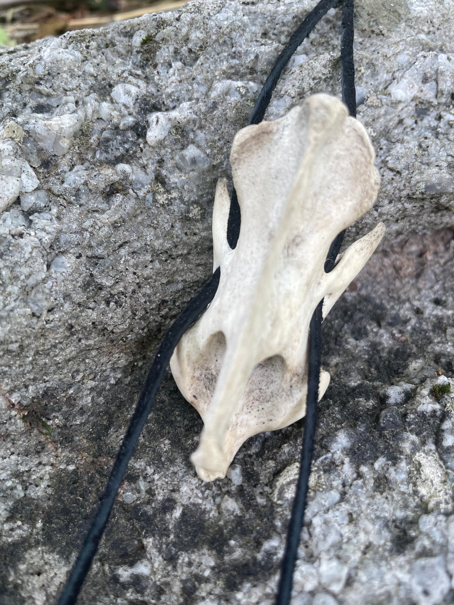 Coyote Vertebrae Bolo Tie